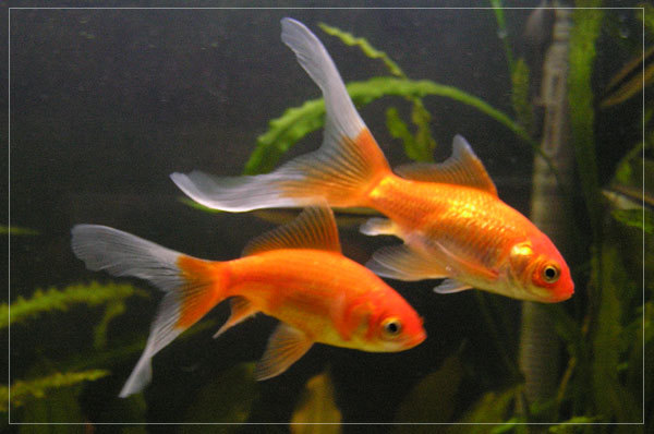 Золотая рыбка (Комета красная), купить золотую рыбку комета красная,красная комета, виды золотой рыбки в продаже в аквариумном интернетмагазине AquaMag.Spb.Ru - Каталог